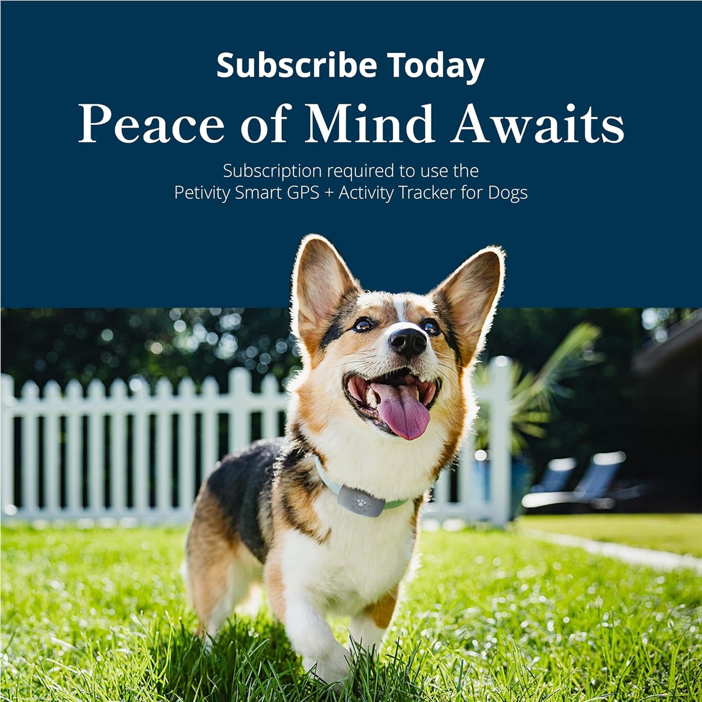 Petivity Smart GPS and Activity Pet Tracker for Dogs Powered by Purina, Waterproof Real Time Tracking GPS Dog Collar, Downloadable App, Subscription Required