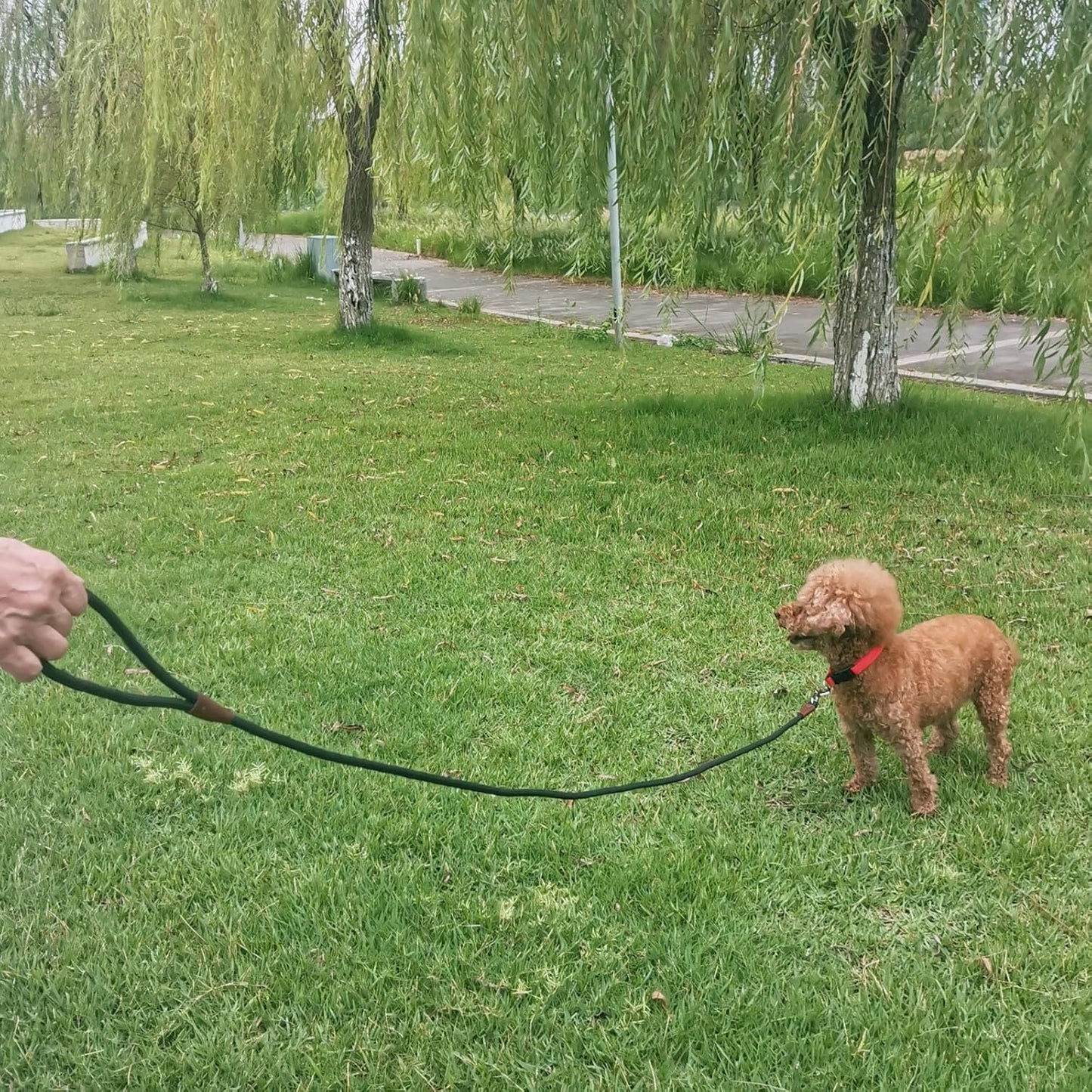 WYuZe 5ft Puppy Leash for Small Dogs + 7ft Triple Handle Dog Leash with Shock Absorbing for Large Medium Dogs