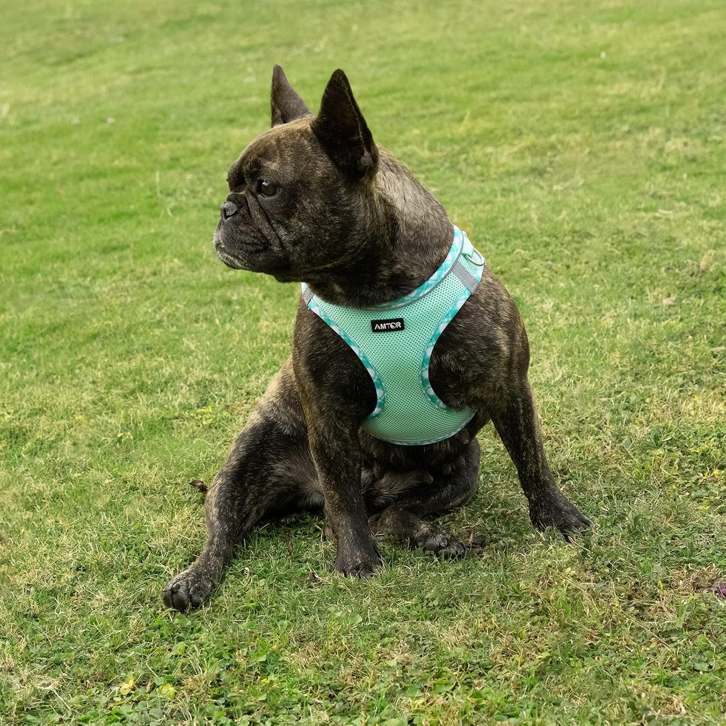 AMTOR Small Dog Harness with Leash Set, No Escape Easy Walk Puppy Harnesses for Training Walking, Step-in Reflective Soft Dogs Vest for XS S Medium Extra-Small Large Sized Dog(Green,S)