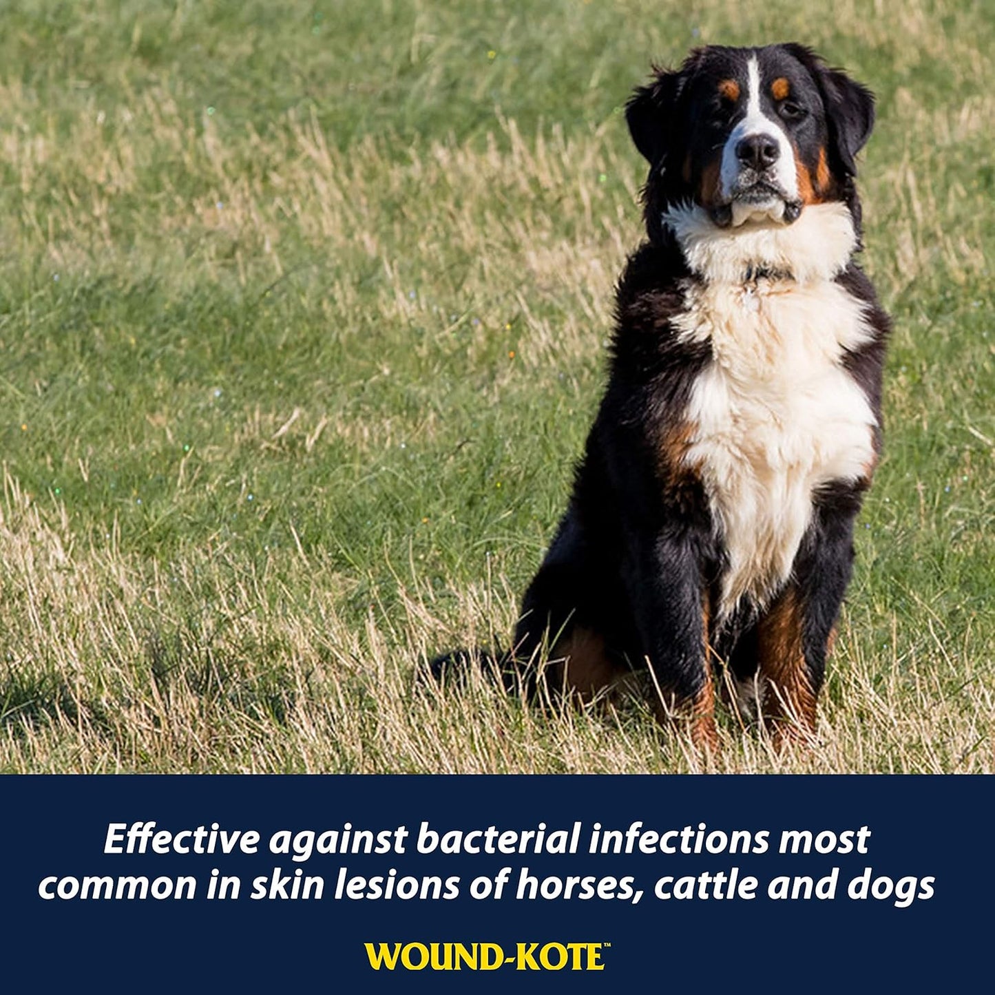 Farnam Wound-Kote Blue Lotion Spray Horse Wound Care for use on Horses and Dogs, Antiseptic Properties, for Minor Wounds, Cuts and Sores, 7 Oz.