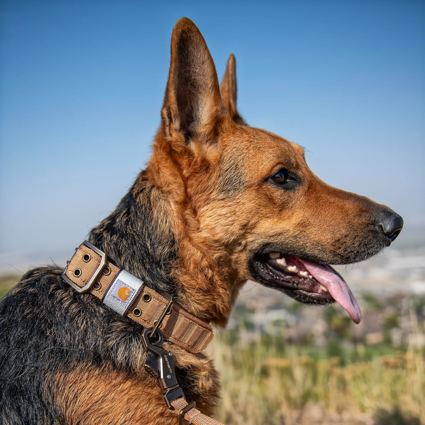 Carhartt Pet Fully Adjustable Wide Webbing Collar for Dogs, Heavy Duty Nylon for Walking & Training, Carhartt Brown, Large