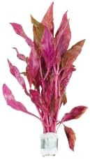 Live Aquarium Plants Variety Pack – Nursery’s Choice Easy Beginner 6-Bundle Package | Freshwater Tank Starter Kit, Hardy Low-Light Aquatic Plants