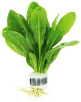 Live Aquarium Plants Variety Pack – Nursery’s Choice Easy Beginner 6-Bundle Package | Freshwater Tank Starter Kit, Hardy Low-Light Aquatic Plants