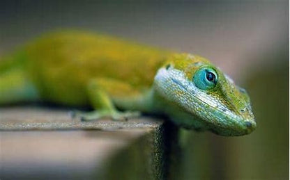 Live Wingless Fruit Fly Culture 16oz. (Drosophila Hydei) for Feeding Mantis, Jumping Spiders, Lizards, Tree Frogs, Tropical Fish, ant Farms