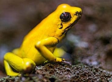 Live Wingless Fruit Fly Culture 16oz. (Drosophila Hydei) for Feeding Mantis, Jumping Spiders, Lizards, Tree Frogs, Tropical Fish, ant Farms