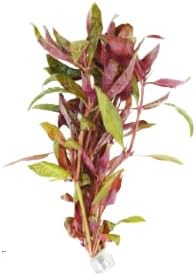 Live Aquarium Plants Variety Pack – Nursery’s Choice Easy Beginner 6-Bundle Package | Freshwater Tank Starter Kit, Hardy Low-Light Aquatic Plants