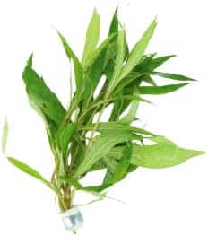 Live Aquarium Plants Variety Pack – Nursery’s Choice Easy Beginner 6-Bundle Package | Freshwater Tank Starter Kit, Hardy Low-Light Aquatic Plants