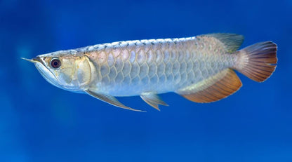 Aquatic Foods Inc. 6mm - 1/4" Carnivore Sinking Pellets for Carnivore Cichlids, Catfish, Monster Fish, Bottom Grazers, All Medium to Large, Also Koi & Pond Fish. - WL…1-lb Foil Pouch Bag