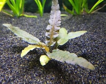 Marcus Fish Tanks Cryptocoryne Wendtii Bronze Crypt Wendtii Bronze Easy Live Aquarium Plants Aquatic Plants Buy 2 GET 1