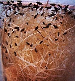 Live Wingless Fruit Fly Culture 16oz. (Drosophila Hydei) for Feeding Mantis, Jumping Spiders, Lizards, Tree Frogs, Tropical Fish, ant Farms