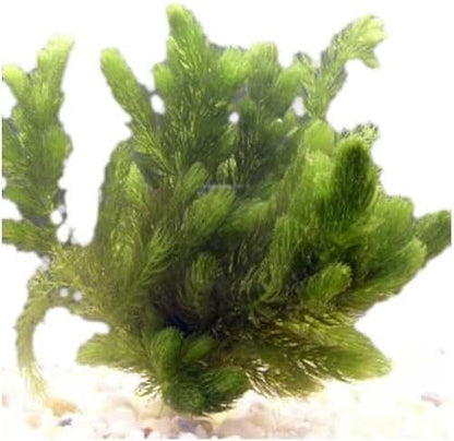 Marcus Fish Tanks Hornwort Ceratophyllum Live Aquarium Plant Planted Tank Beginner - Buy 2 Get 1