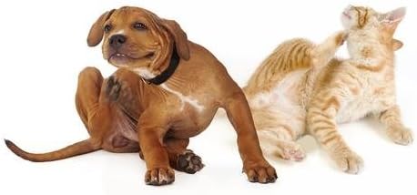 cat Skin and Itch Relief Treats - PET Allergy Relief - Cats and Dogs - Itch Solution - Immune System Boost - Treats - quercetin for Cats - 75 Treats (1 Bottle)