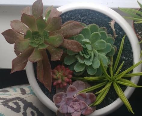 Natural Slate Stone Coarse Sand Less Than 1/8" - USA Sourced and Packaged for Mosaic Stone Art, Crafts, Basing Models, Wargaming, Bonsai, Succulents, Miniature or Fairy Gardens (1 lb)