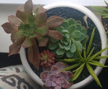 Natural Slate Stone Coarse Sand Less Than 1/8" - USA Sourced and Packaged for Mosaic Stone Art, Crafts, Basing Models, Wargaming, Bonsai, Succulents, Miniature or Fairy Gardens (1 lb)