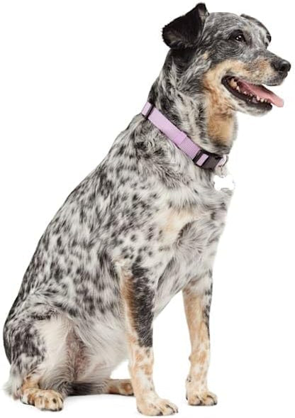 YOULY Adjustable Dog Collar Lavender Large