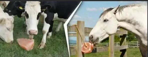 Himalayan Salt Licks for Horses, Natural Rope Hanging Blocks, 6-Pack