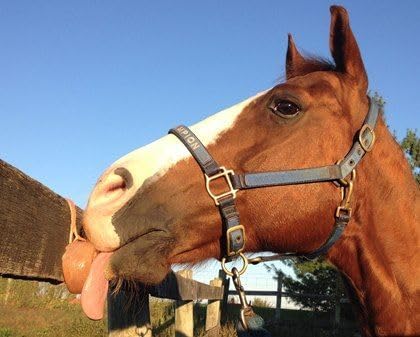 100% Organic Himalayan Salt Lick Provides Essential Minerals for Your Horse/Livestock. This 4.4 lbs Natural Pink Salt Block on a Rope Supports Hydration/Digestion/Wellness.