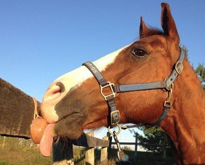 100% Organic Himalayan Salt Lick Provides Essential Minerals for Your Horse/Livestock. This 4.4 lbs Natural Pink Salt Block on a Rope Supports Hydration/Digestion/Wellness.
