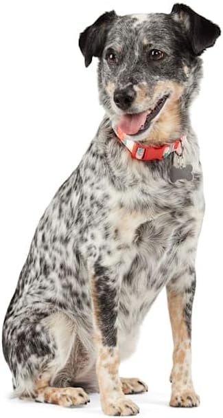 YOULY Hawaiian Dog Collar Small