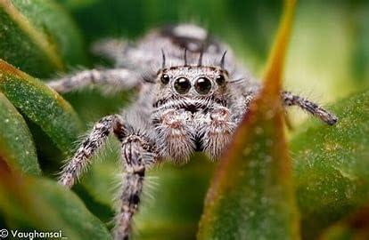 Live Wingless Fruit Fly Culture 16oz. (Drosophila Hydei) for Feeding Mantis, Jumping Spiders, Lizards, Tree Frogs, Tropical Fish, ant Farms