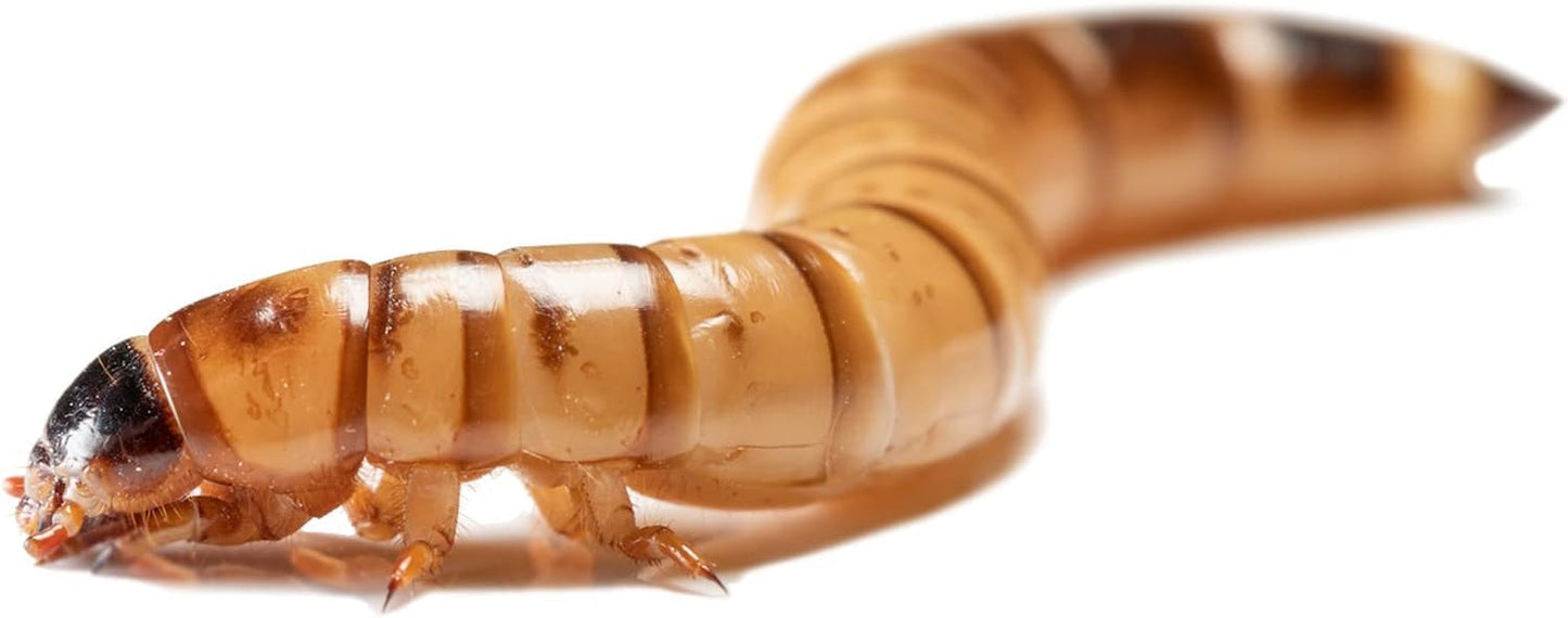 200 Count Live Superworms Large with 2-Day Shipping