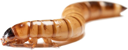 200 Count Live Superworms Large with 2-Day Shipping