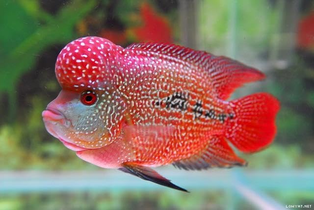 Aquatic Foods Inc. 5oz Tubifex Worm Cubes, Freeze Dried Tubifex Floating Cubes for Cichlids, Marine Fish, Koi & Pond Fish, All Tropical Fish, Land & Aquatic Turtles 5.0oz Bag