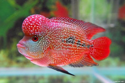 Aquatic Foods Inc. 5oz Tubifex Worm Cubes, Freeze Dried Tubifex Floating Cubes for Cichlids, Marine Fish, Koi & Pond Fish, All Tropical Fish, Land & Aquatic Turtles 5.0oz Bag