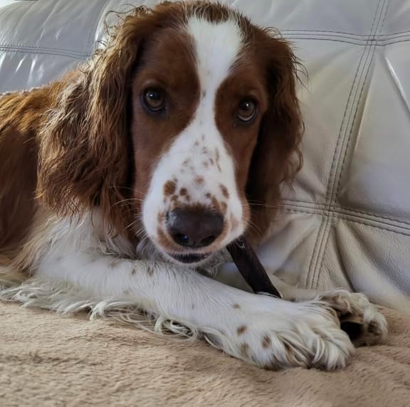 Bully Bunches Premium Beef Collagen Chews for Dogs – All-Natural, Long-Lasting Dental Treats, Protein-Rich, Grain-Free, Healthy Digestive Support for Dogs (6 Inch - 5 Pack)