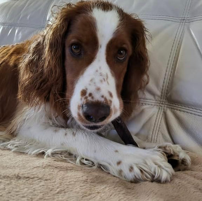 Bully Bunches Premium Beef Collagen Chews for Dogs – All-Natural, Long-Lasting Dental Treats, Protein-Rich, Grain-Free, Healthy Digestive Support for Dogs (6 Inch - 5 Pack)