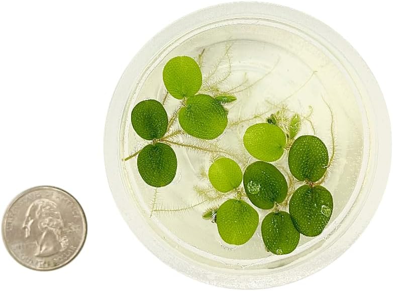Water Spangle, Salvinia Minima, Live Aquarium/Aquatic/Freshwater/Floating/Pond Plant/Planted Tank/Aquascaping/Paludarium by Aquarium Plant Center (12 Plants, 60+ Leaves)