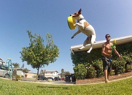 HurriK9 Dog Ring Launcher, Starter Pack Launcher + 3 Standard Rings