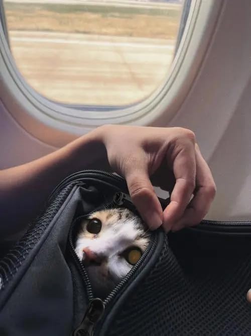 Cat Carriers Soft Small Dog Carrier Airline Approved Softsides Pets Bag,Black,Lightweight,Luxury Style,Top Expandable,Guaranteed on Cabin Board Flight Travel Recommend Under 15 lbs