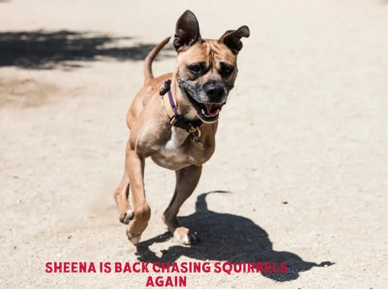 Hip & Joint Care Dog Supplement, Salmon Flavor Soft Chews with Glucosamine, Green Lipped Mussel, Fish Oil, Curcumin, Calcium Fructoborate – 30 Soft Chews3.5oz