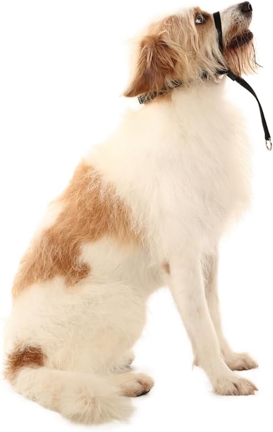 Dog Head Collar, Stylish Design with Buckle Closure, Easy to Use Puppy Dog Collar, Adjustable Dog Halters Suitable for Dogs Training Outdoor Walking (Black, Small)