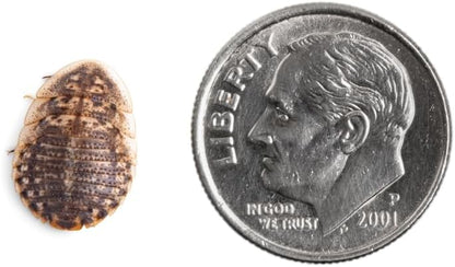 Fluker's Live Dubia Roaches, Premium Feeder Insects for Reptiles, Amphibians, and Arachnids (50 Count Small)