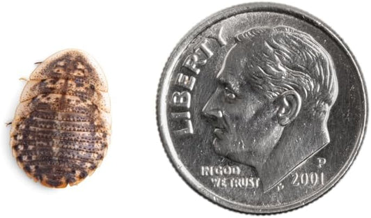 Fluker's Live Dubia Roaches, Premium Feeder Insects for Reptiles, Amphibians, and Arachnids (50 Count Small)