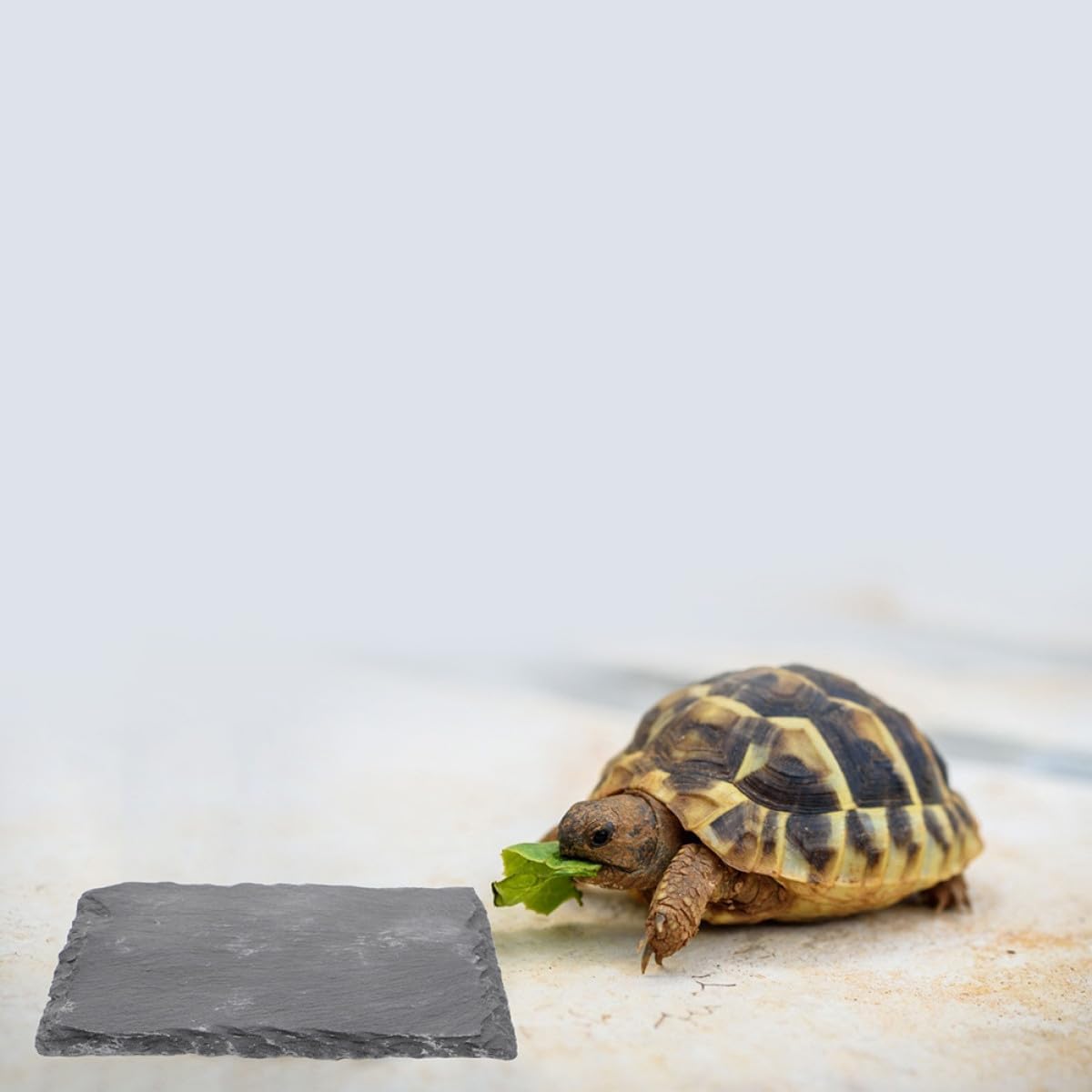 2Pcs Turtle Basking Platform Set, Wear-Resistant Stone Reptile Rocks, 10X10Cm Square Round Terrarium Decor for Tortoise Habitat and Aquatic Turtle Supplies
