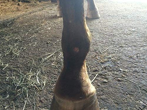 Bedsore Boots for Horses -Equine Leg Protection for Pressure Sores & Ulcers- Neoprene Stall Boots, Heal Wounds Faster, Easy On/Off, Washable & Air-Dry