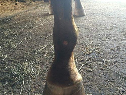 Bedsore Boots for Horses -Equine Leg Protection for Pressure Sores & Ulcers- Neoprene Stall Boots, Heal Wounds Faster, Easy On/Off, Washable & Air-Dry