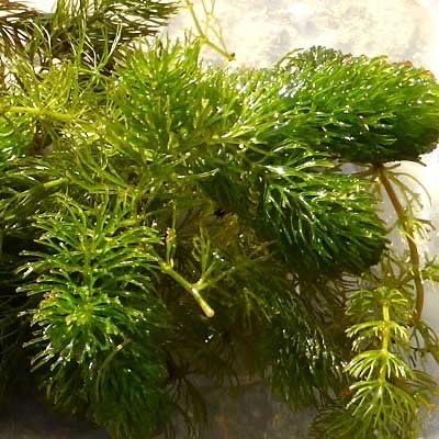 Marcus Fish Tanks Hornwort Ceratophyllum Live Aquarium Plant Planted Tank Beginner - Buy 2 Get 1