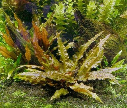 Marcus Fish Tanks - Cryptocoryne Wendtii Red Pot Live Aquairium Plant for Aquatic Freshwater Fish Tank Buy 2Get 1