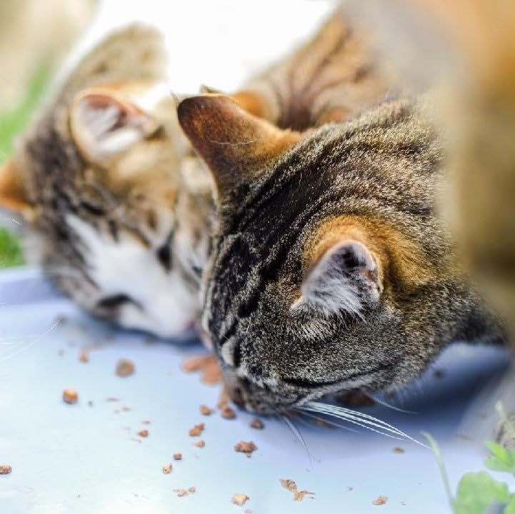 Best Breed Dr. Gary's Tuna & Mahi Mahi Canned Food for Cats - 24 x 3 oz. (Pack of 2)