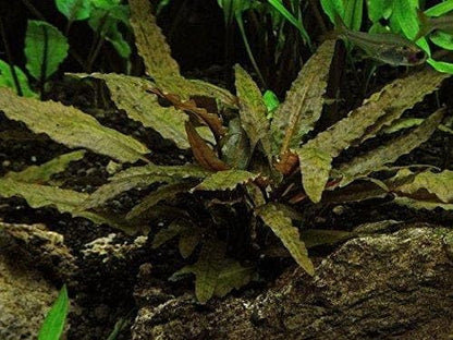 Marcus Fish Tanks Cryptocoryne Wendtii Bronze Crypt Wendtii Bronze Easy Live Aquarium Plants Aquatic Plants Buy 2 GET 1