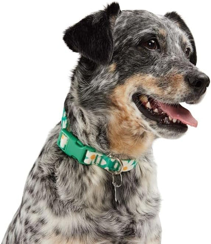 YOULY Daisy Dog Collar Large