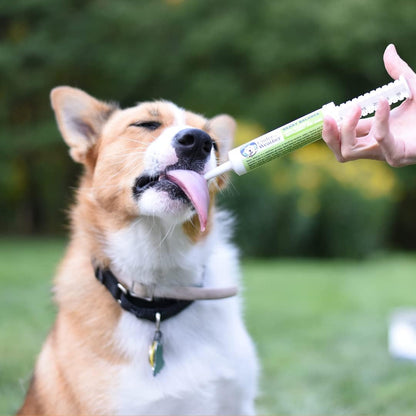 Under the Weather Pet | Ready Balance for Dogs | Oral Probiotic and Prebiotic Gel