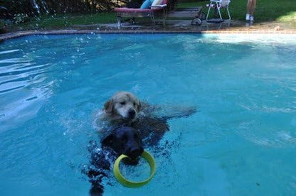 HurriK9 Dog Ring Launcher, Starter Pack Launcher + 3 Standard Rings