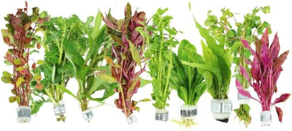 Live Aquarium Plants Variety Pack – Nursery’s Choice Easy Beginner 6-Bundle Package | Freshwater Tank Starter Kit, Hardy Low-Light Aquatic Plants
