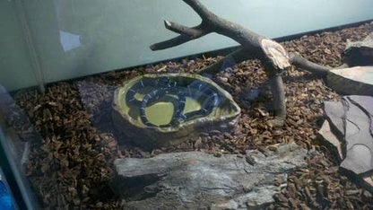 Exo Terra Water Dish, Water Bowl for Reptiles, Large, PT2803