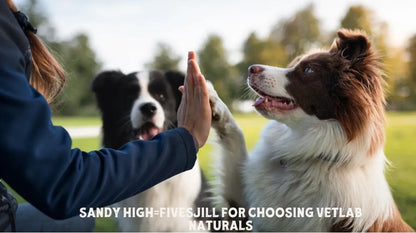 Hip & Joint Care Dog Supplement, Salmon Flavor Soft Chews with Glucosamine, Green Lipped Mussel, Fish Oil, Curcumin, Calcium Fructoborate – 30 Soft Chews3.5oz